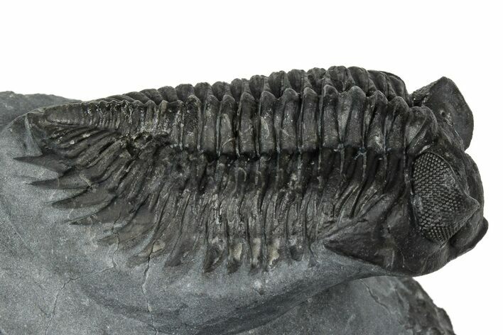 Bug-Eyed Coltraneia Trilobite Fossil - Ofaten, Morocco #352681